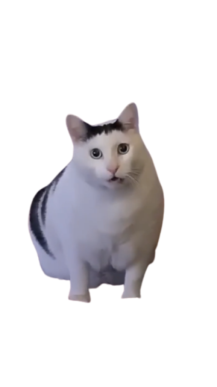 meme cat